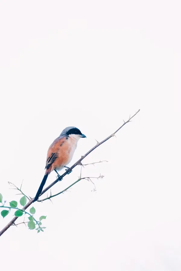 تصویر درباره ما